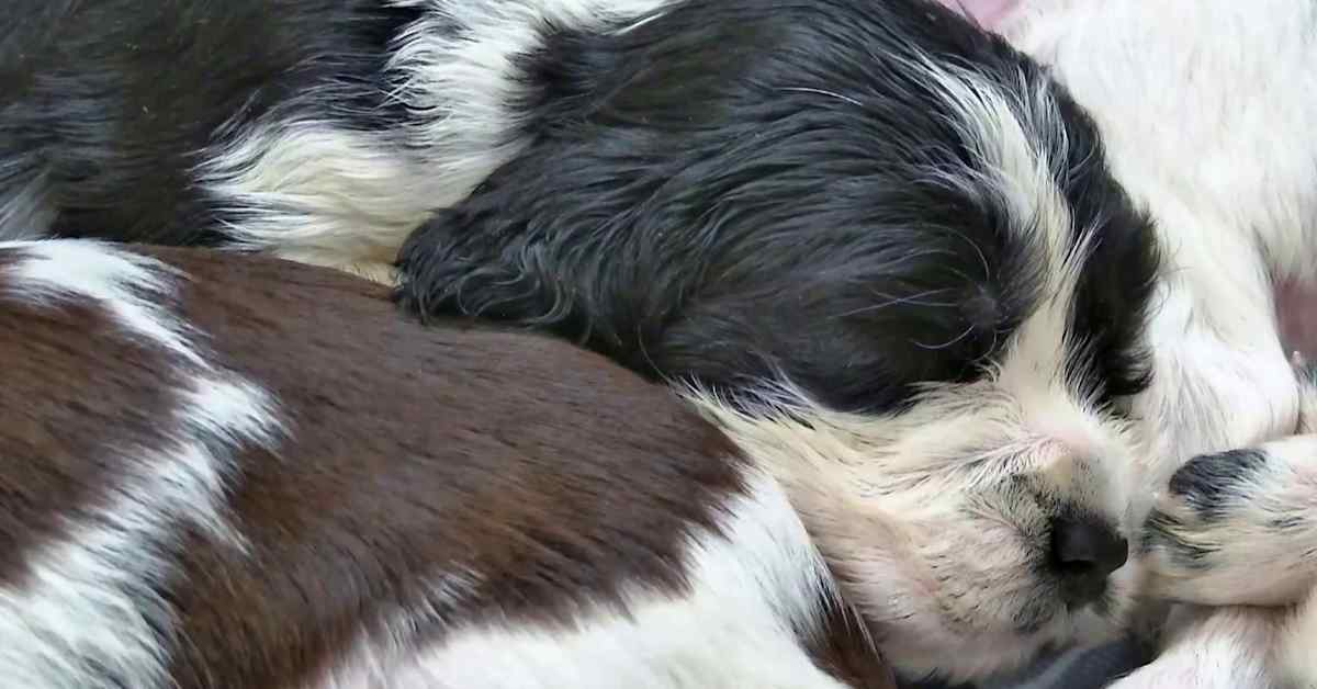 Pentuliven pienet ovat kuukauden ikäisiä – pentujen yksilölliset ominaisuudet tulevat jo vähitellen esiin