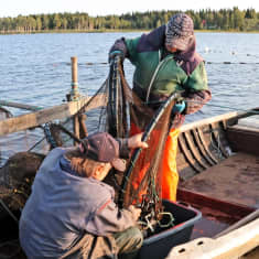 Kalastajat tyhjentävät joesta nostettua nahkiaisrysää puuveneessä.