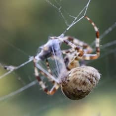 Hämähäkki paketoi saaliinsa seitillä.