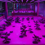 Pinaattia kasvatetaan aquaponicsissa pinkissä valossa.