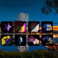 Ultraviolettikuvauksella otettujen valokuvien kollaasi Pielisjoen äärellä, kuvissa kukkia eri valotuksilla.