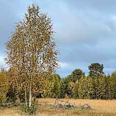 Vanha niitty, jonka ympärillä keltaiset koivut, kerätyt kivet ja kaatunut vanha aita, 15.8.2024 Vaskojoki, Närrijärvi.