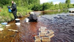 Små flodpärlmusslor placeras ut i Lappfjärds å sommaren 2022.