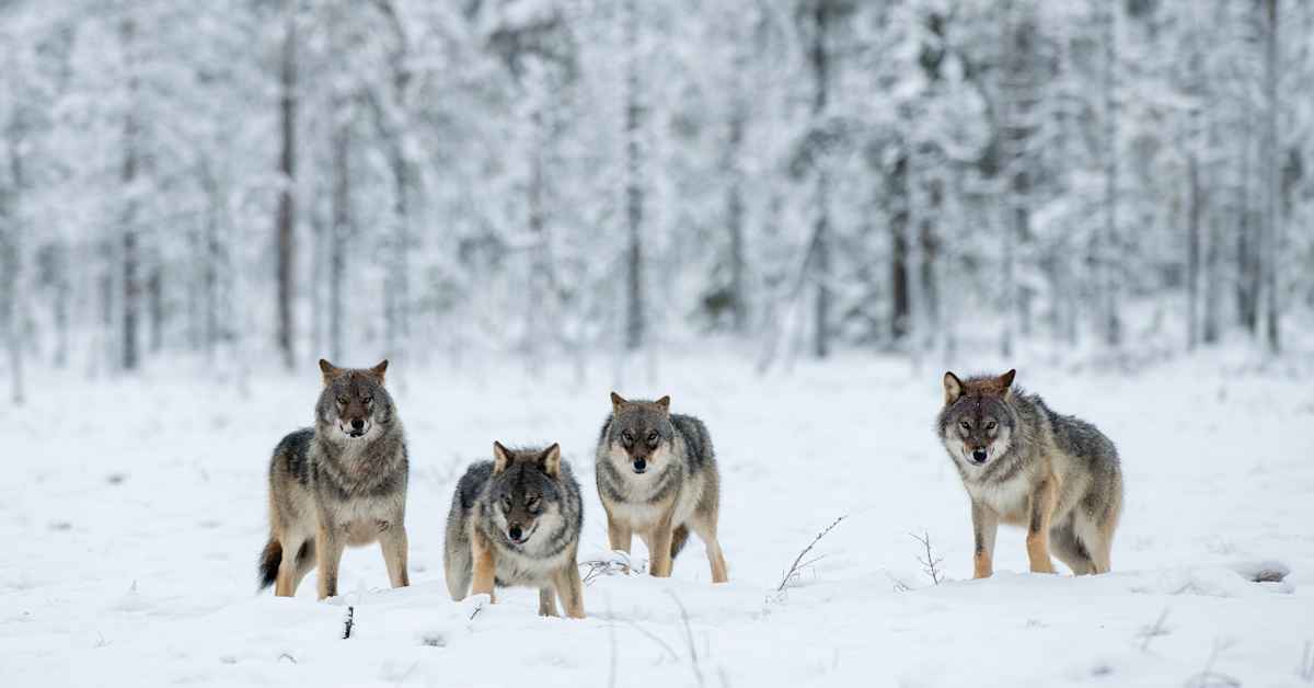 Suden metsästys halutaan kieltää Turun ja Raision mailla – Luonnonsuojeluliitto pitää valtuustoaloitteita uraauurtavina
