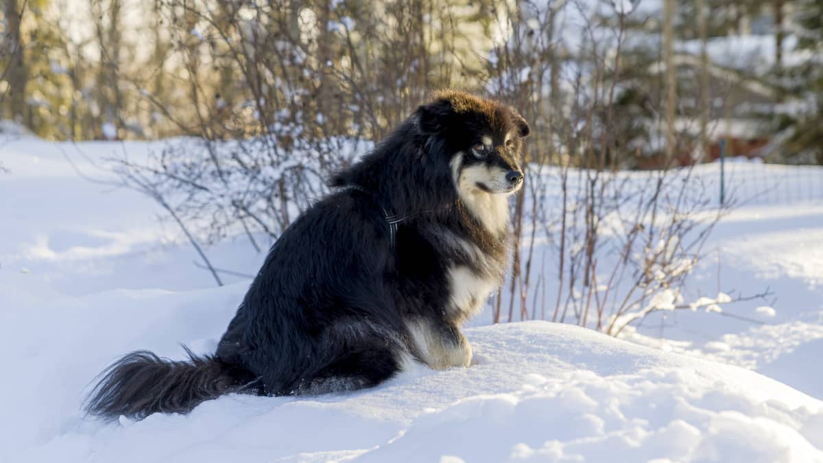 Suomenlapinkoira Onni istuu lumihangessa.