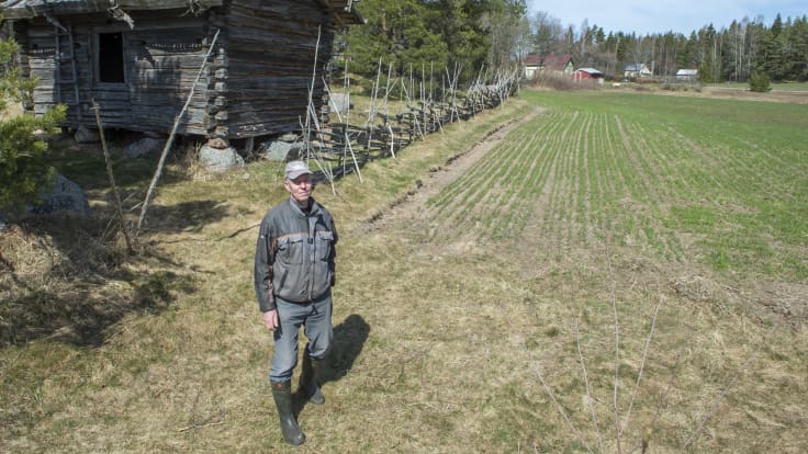 Luomuviljelijä Lauri Takala seisoo pellon laidalla. Taustalla on vanha aitta ja ruispelto. 