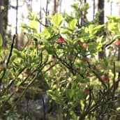 Mustikka kukkii Massin metsässä Ulvilassa toukokuun lopussa 2020.
