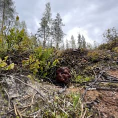 Kainuussa korvasienikausi on nyt parhaimmillaan