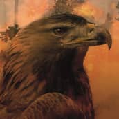 Kotka Mikko Kamulan Tuonela-kirjan kannesta.