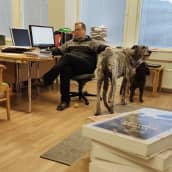Matti Ylipiessa istuu toimistonsa tuolilla, vieressä kaksi koiraa.