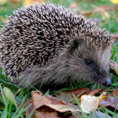 Hedgehog sitting in the grass.
