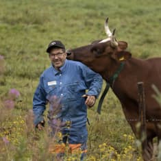Lehmä hamuaa pellolla seisovan Timo Liimataisen niskaa. Liimatainen hymyilee. 