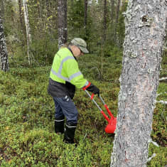 Pielavetinen Pentti Jeronen poimii puolukoita metsässä.