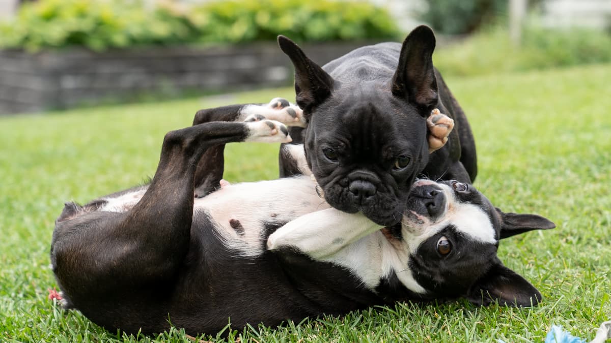 Ranskanbulldoggi Ruusu ja bostoninterrieri Lily