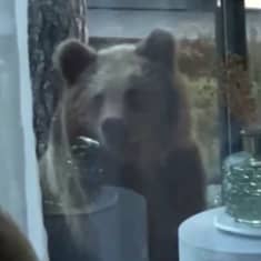 Karhu ähtäriläisen kodin ikkunan takana.