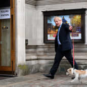 Boris Johnson taluttaa koiraa kohti äänestyspaikkaa.