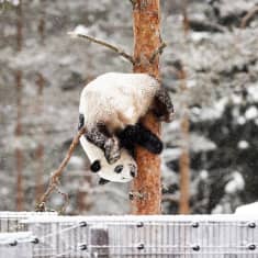 Panda kiipeilee puussa lumisessa maisemassa.