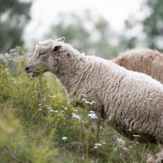 Lammas syö ruohoa Hämeen linnan vallihaudan reunalla.