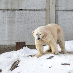 Ranuan eläinpuiston uusi jääkarhu Nord