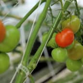 Tomaatteja kasvamassa kasvihuoneessa