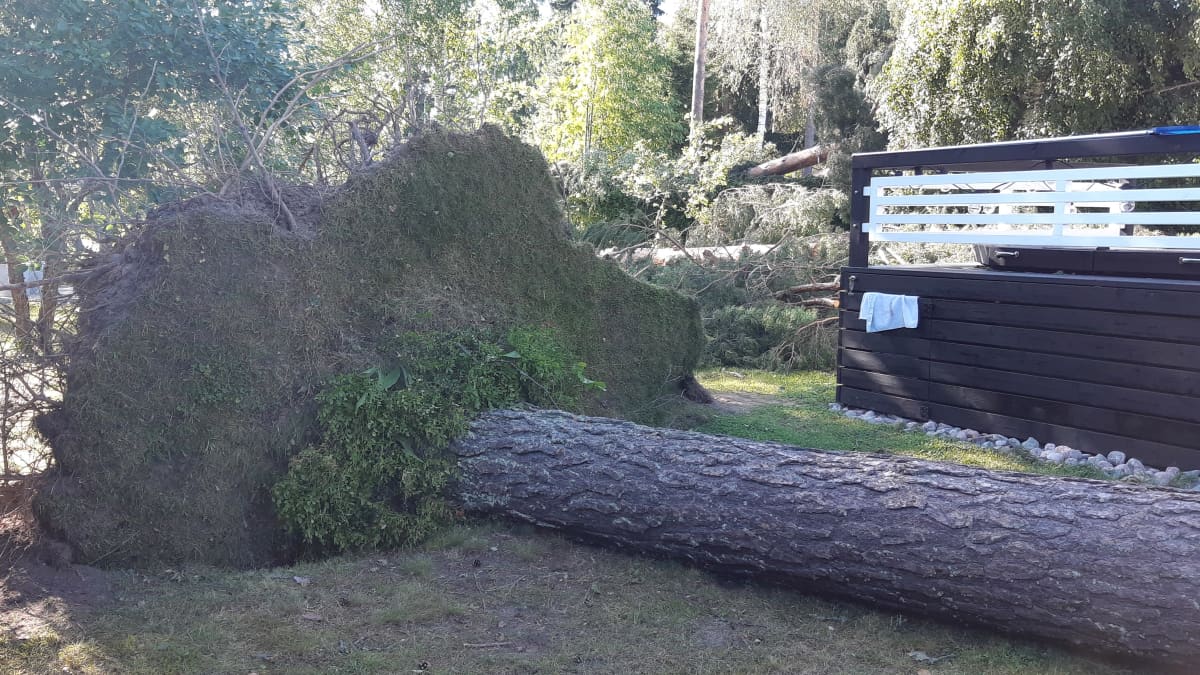 Lauantain ukkosmyrsky aiheutti tuhoja Etelä-Savossa. Esimerkiksi mikkeliläisen Hanna Nylénin pihaan kaatui viime viikonlopun myrskyjen jälkeen seitsemän puuta, jotka vahingoittivat taloa ja terassin kattoa.