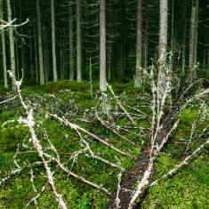 Kaatunut puu metsän pohjassa, taustalla tiheä kuusimetsä.