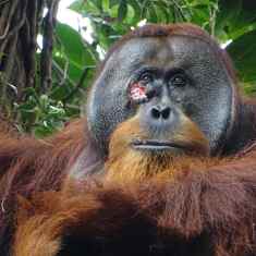 Haava orangutangin kasvoissa.