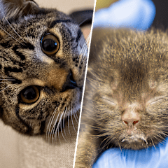 Kollage av fyra katter.