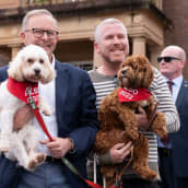  Anthony Albanese (vasemmalla) poseeraa kannattajan kanssa molemmilla koirat sylissään