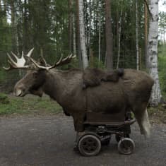 Hirven näköinen laite jossa on renkaat.