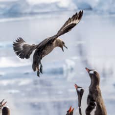 Etelämantereenkihu lentää pingviinejä kohti.