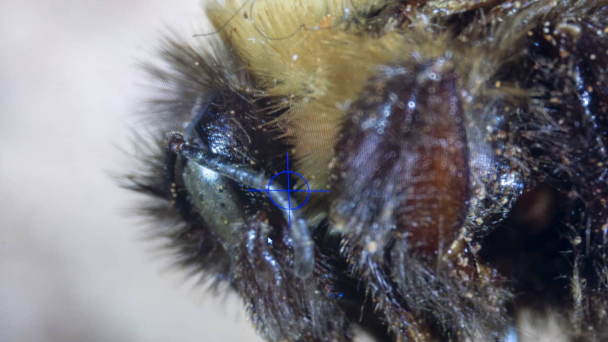 Bombus affinis Rusty-patched bumble bee katoamisuhanalainen mehiläinen.