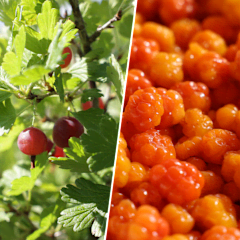 Kollage av fyra bilder föreställande fyra olika bärsorter.