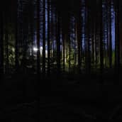 yleiskuva - kuormatraktorin työvalot valaisevat pimeää metsää.