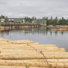 Tukkeja lilluu tukkialtaassa Stora Enson Kiteen sahalla pilvisenä päivänä.