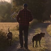 Mies ulkoiluttaa kahta suurta koiraa maalaismaisemassa.