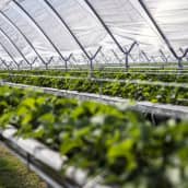 Mansikantaimia kasvamassa Suonenjoella kasvatustunnelissa.