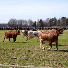 Lehmät pääsivät Viikissä laitumelle.