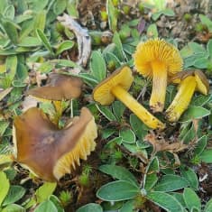 Kuvassa Nuuksiosta löydetty keltaruskea sienilajike viiruvahakas vihreän luontopeitteen päällä. 