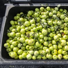 Suuri määrä vihreitä kotimaisia omenoita tummassa roskalaatikossa ylhäältäpäin nähtynä.