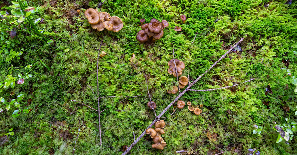Tshernobylin ydinonnettomuuden jäljet näkyvät edelleen sienissä