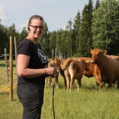 Maataloustuottaja Riitta Saloniemi on laitumella lehmien kanssa Laitilassa