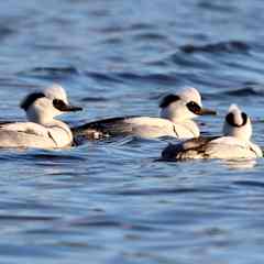 Tre stycken salskrakar som simmar.