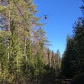 helikopteri leikkaa sähkölinjan vierestä puita