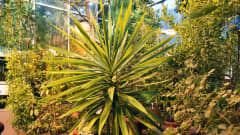 En enorm yuccapalm bland andra gröna växter.
