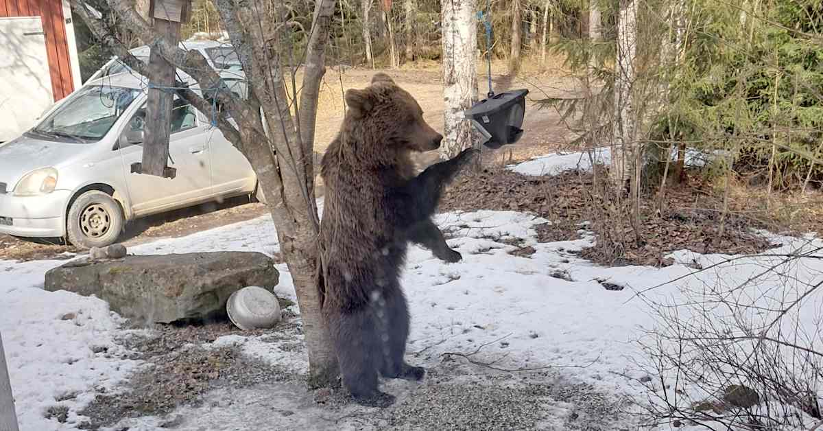 ”Älä houkuttele karhuja”, kehottaa poliisi – paras tapa ehkäistä karhun vierailu on poistaa pihasta sen ravinto