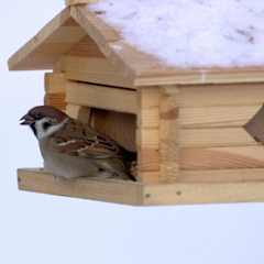 pilfink på fågelbräde