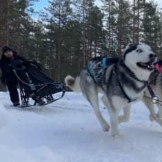 Pipopäinen Jarno Jönkkäri kuuden huskyn vetämässä reessä talvisessä havumetsässä.