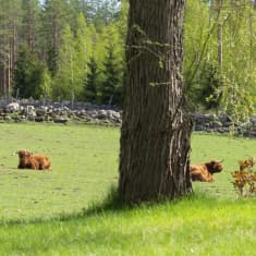Ylämaankarja lepäilee aurinkoisella laitumella
