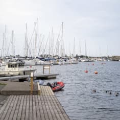 Östra hamnen i Hangö. Segelbåtar, motorbåtar och några kanadagäss plus en brygga.